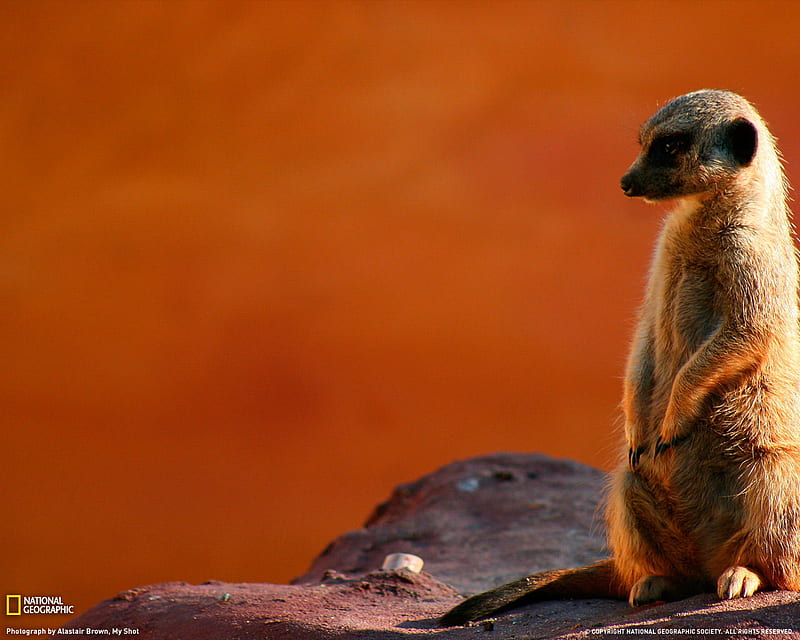 Meerkat, mammal, namibia, africa, HD wallpaper
