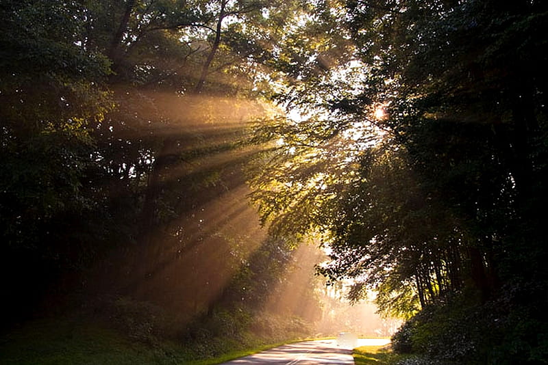 ROAD TO WONDERLAND, forest, brealthrough, sunshine, morning, road, HD wallpaper