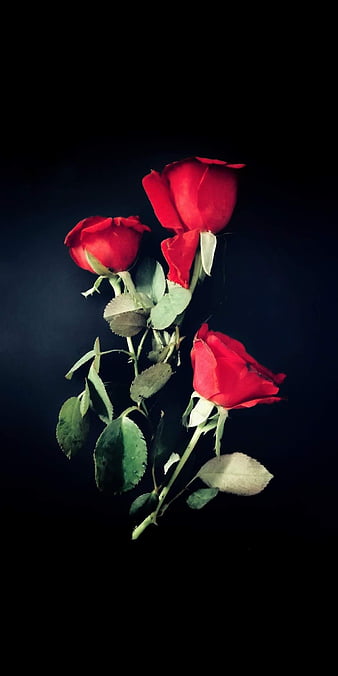 Roses, black, flower, flowers, love, rose, HD phone wallpaper | Peakpx