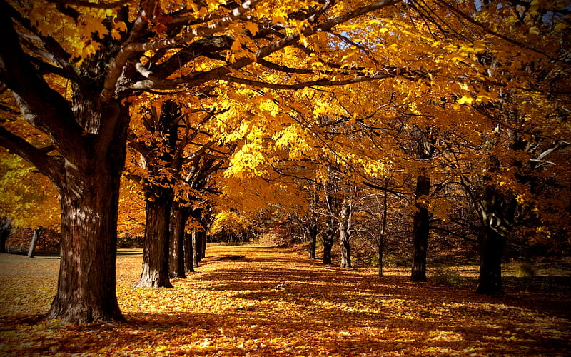 FALL TRAIL, forest, rows trees, fall, autumn, path, alley, HD wallpaper