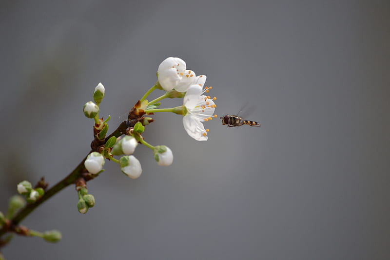 incoming flight, insect, tree, plum blossom, white, HD wallpaper