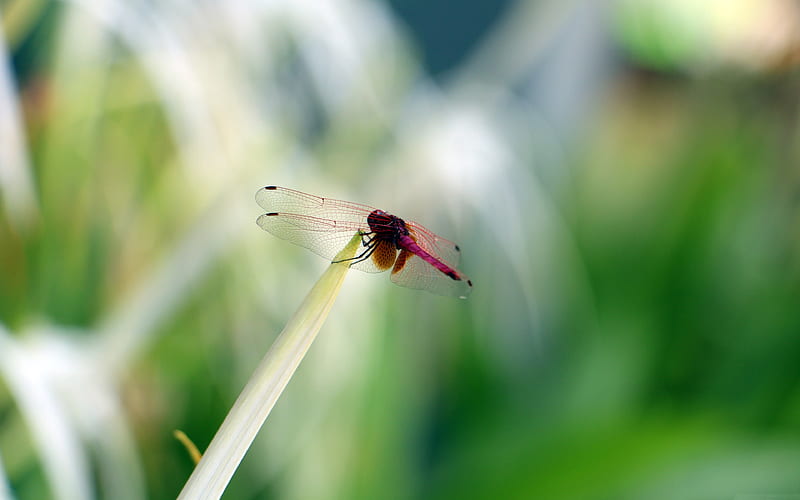 Red dragonfly closeup green grass bokeh, HD wallpaper