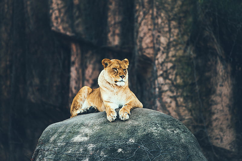Lion Sitting On Rock , lion, lioness, animals, HD wallpaper