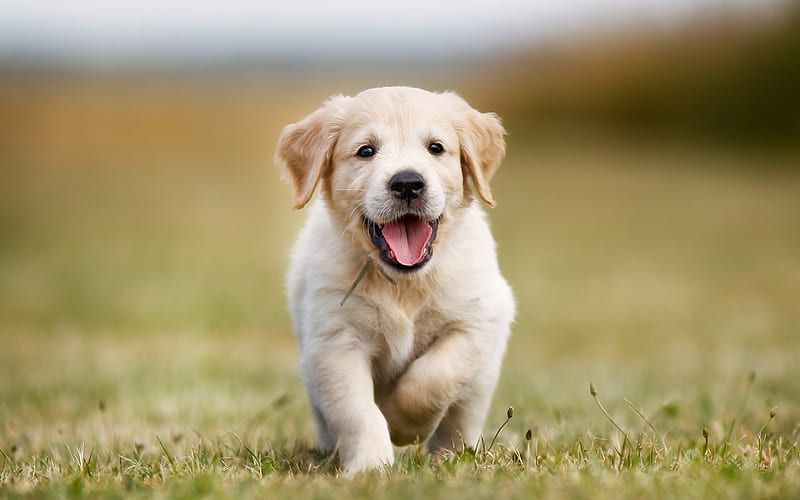 Small puppy, cute animals, dog, green grass, running puppy, HD ...