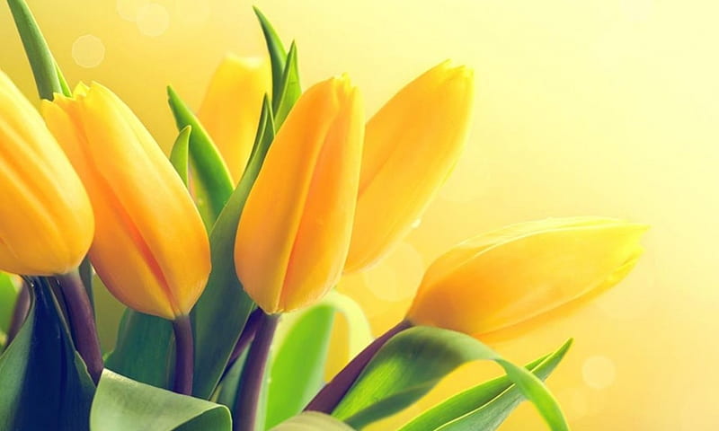 yellow, flowers, tulips, soft, HD wallpaper