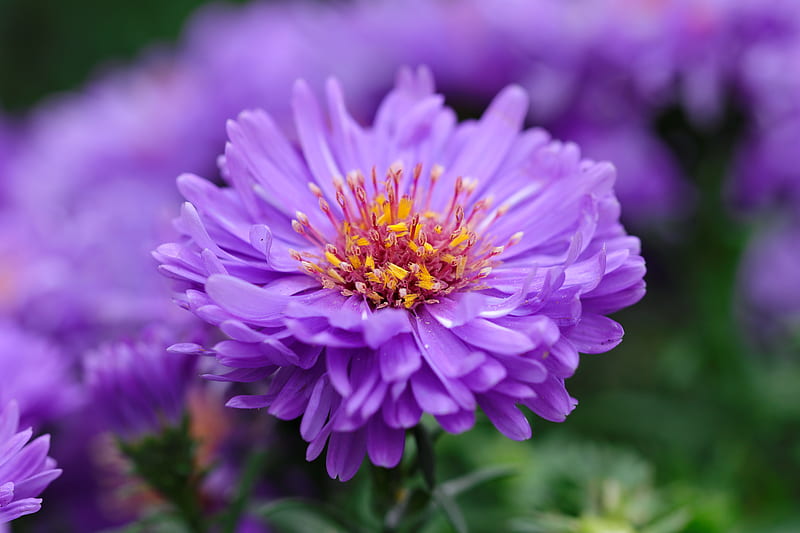 Closeup asters, aster, bokeh, purple, flower, closeup, garden, bonito, HD wallpaper