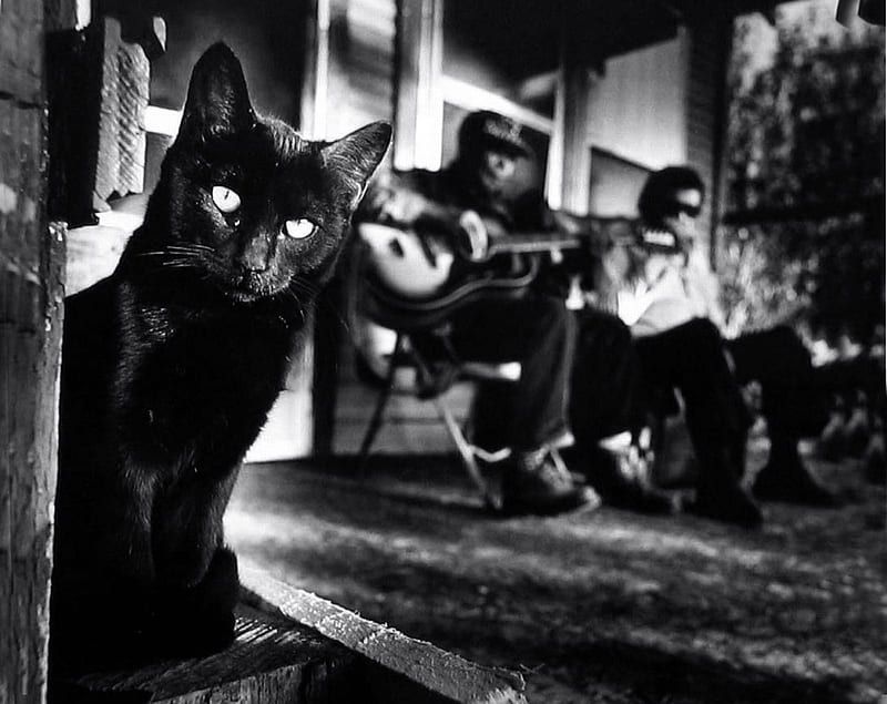 The Blues Cat, intent, guitar, gaze, music, black, blues, white, cat, HD wallpaper