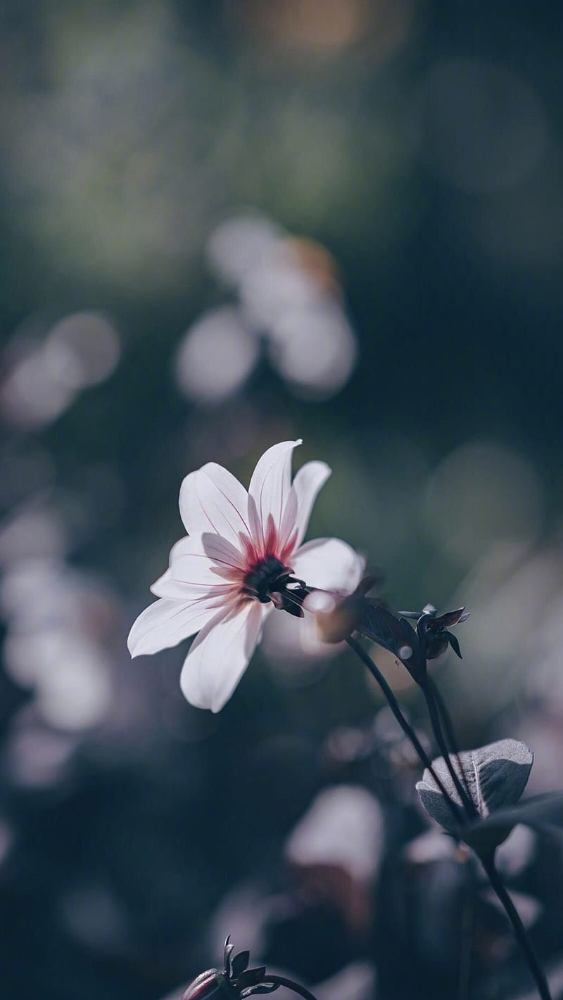 Desktop Wallpapers White flower Flowering trees