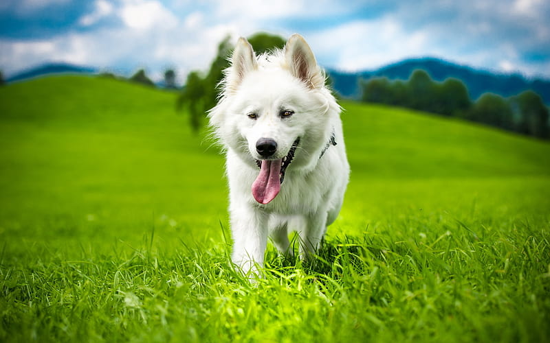 Swiss Shepherd, lawn, White Swiss Shepherd, summer, dogs, Berger Blanc Suisse, pets, White Shepherd Dog, HD wallpaper