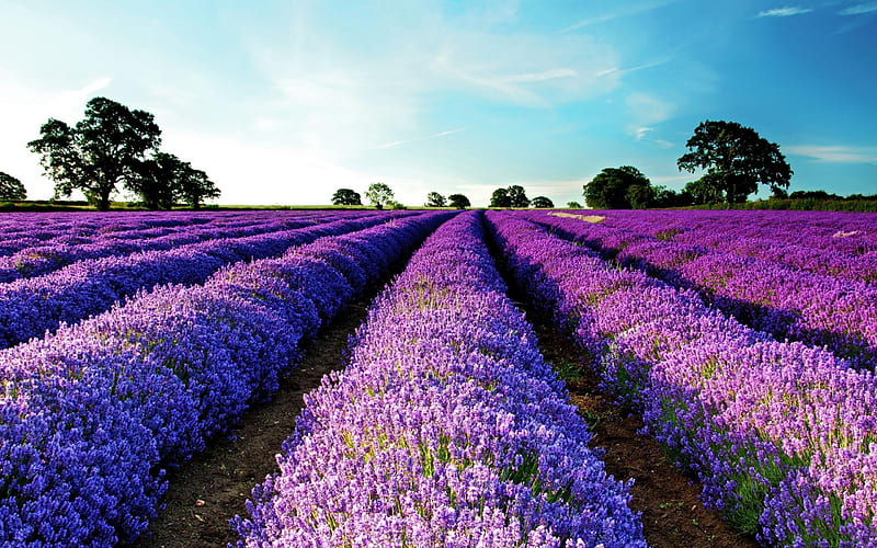 Purple Flower Field-Nature plant, HD wallpaper