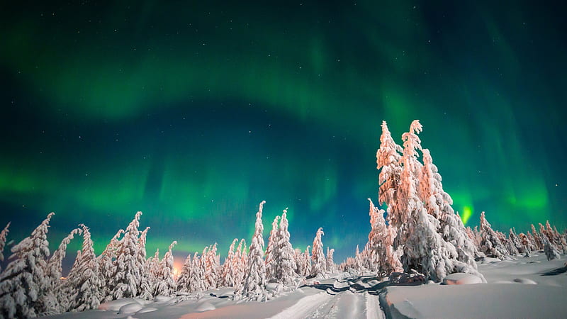 Aurora Borealis northern lights, winter, forest, HD wallpaper