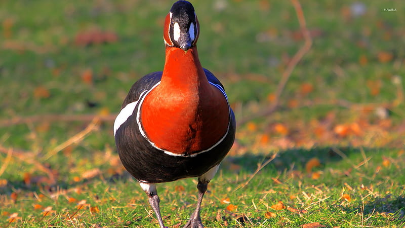 red breasted goose, red, bird, breasted, grass, goose, HD wallpaper