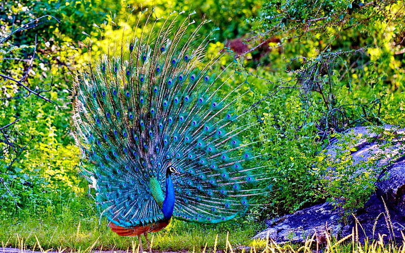 Peacock, forest, rocks, splendor, paradise, birds, nature, dancing, HD wallpaper