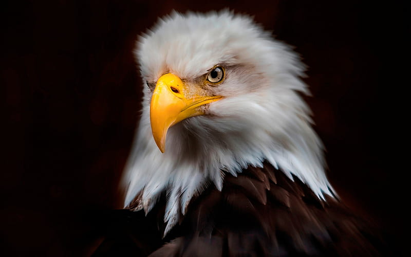 bald eagle, art, American bird, symbol, eagles, birds of prey, North America, USA, HD wallpaper