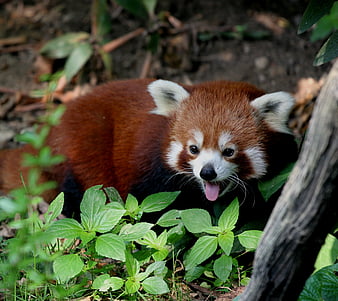 HD redpanda wallpapers | Peakpx