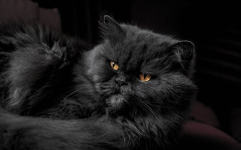Persian cat black cat, furry cat, cats, domestic cats, pets, black Persian Cat, Persian, HD wallpaper