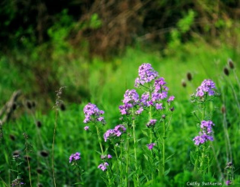 Field of Purple, grass, wildflowers, flower, nature, country, blooms, field, HD wallpaper