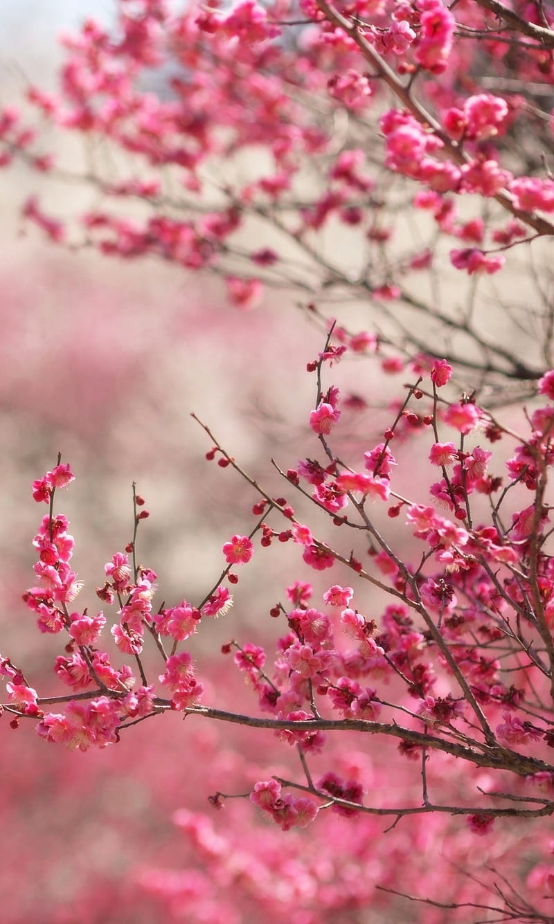 Pink flowers, 3d, cute, delicate, pink, rose, spring, HD phone wallpaper |  Peakpx
