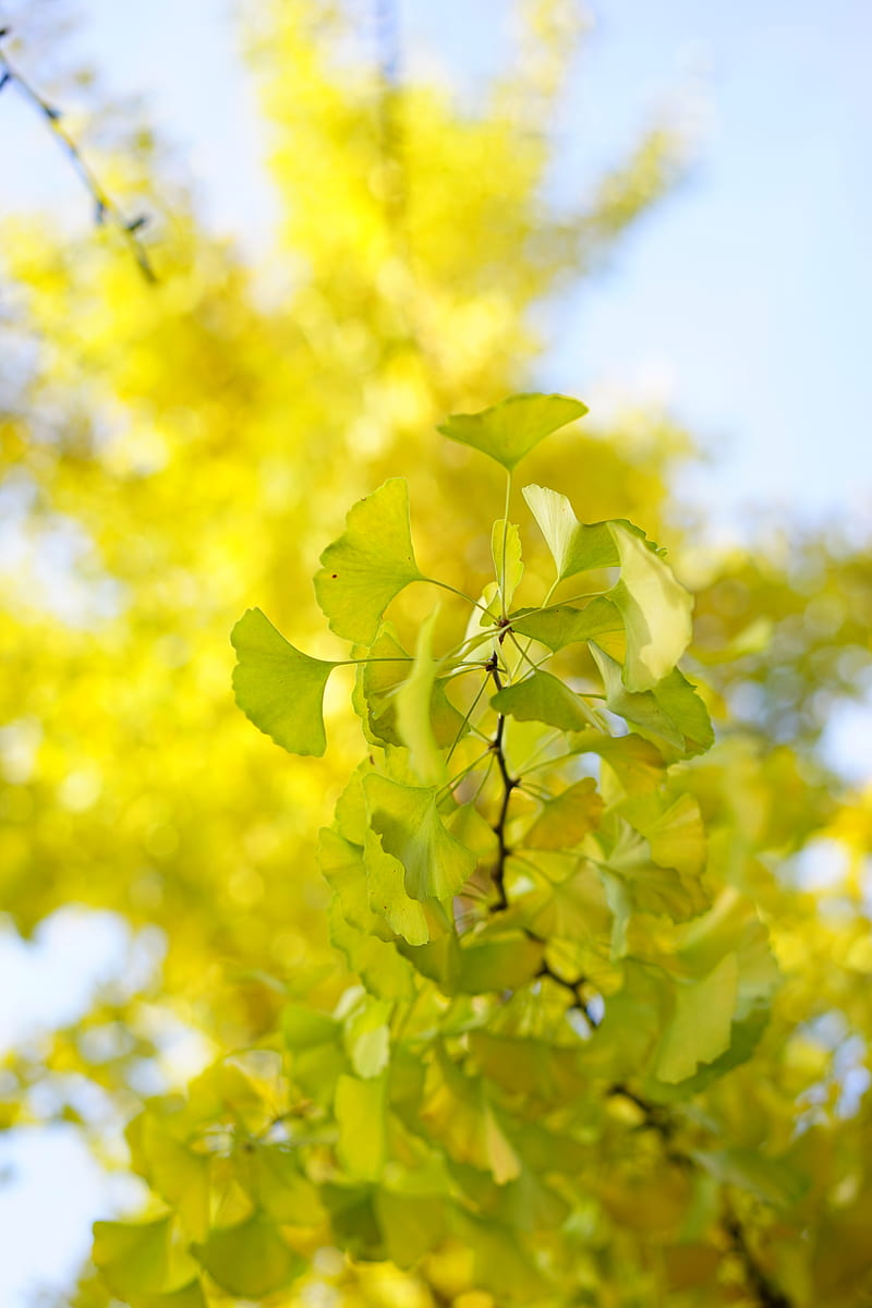 leaves, branch, green, macro, tree, HD phone wallpaper