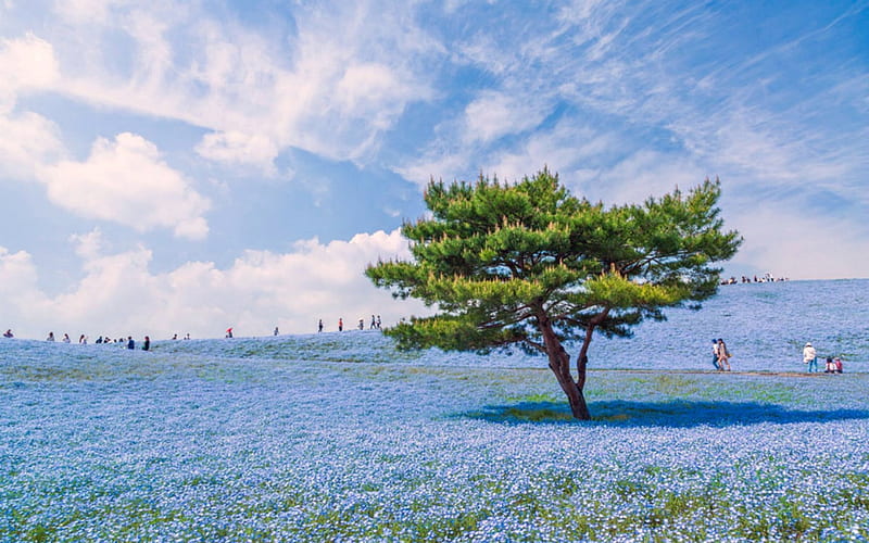 Hitachi Seaside Park, japan, Tree, Park, japan, Flowers, HD wallpaper