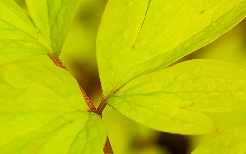 yellow-green leaves, HD wallpaper