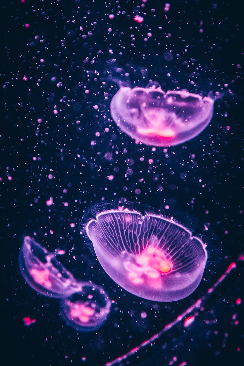 Glowing jelly fish Stock Photos Royalty Free Glowing jelly fish Images   Depositphotos