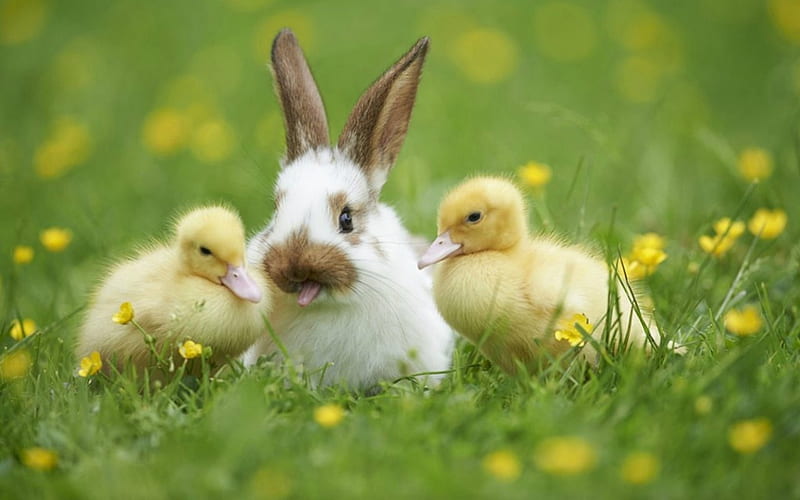 Bunny and Chicks, Easter, bunny, chiks, grass, HD wallpaper