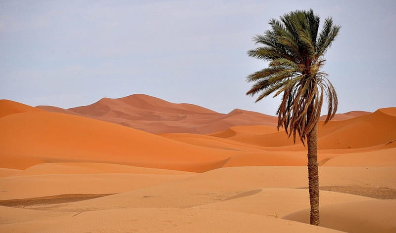 Alone in the desert, amazing, sand, desert, palms, HD wallpaper