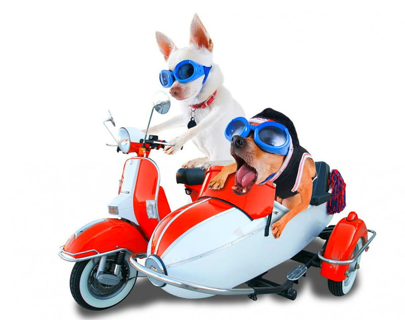 Dog race, cute, pet, animal, dog, HD wallpaper