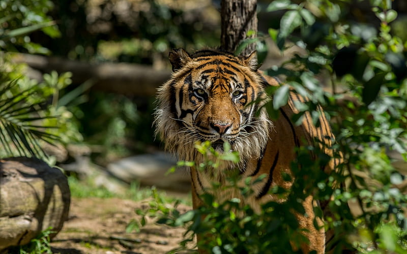 tiger, predator, Lisbon zoo, dangerous animals, Portugal, Lisbon, HD wallpaper