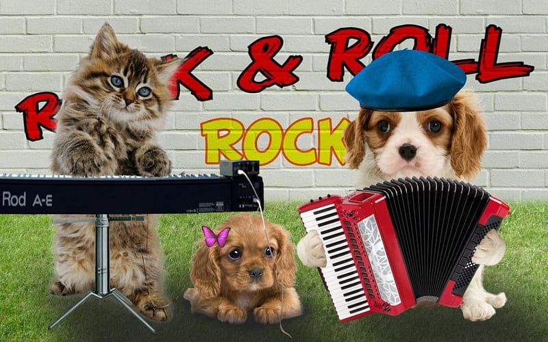 Funny band, rede, band, caine, yellow, cat, piano, animal, hat, accordion, funny, pisica, puppy, dog, blue, HD wallpaper