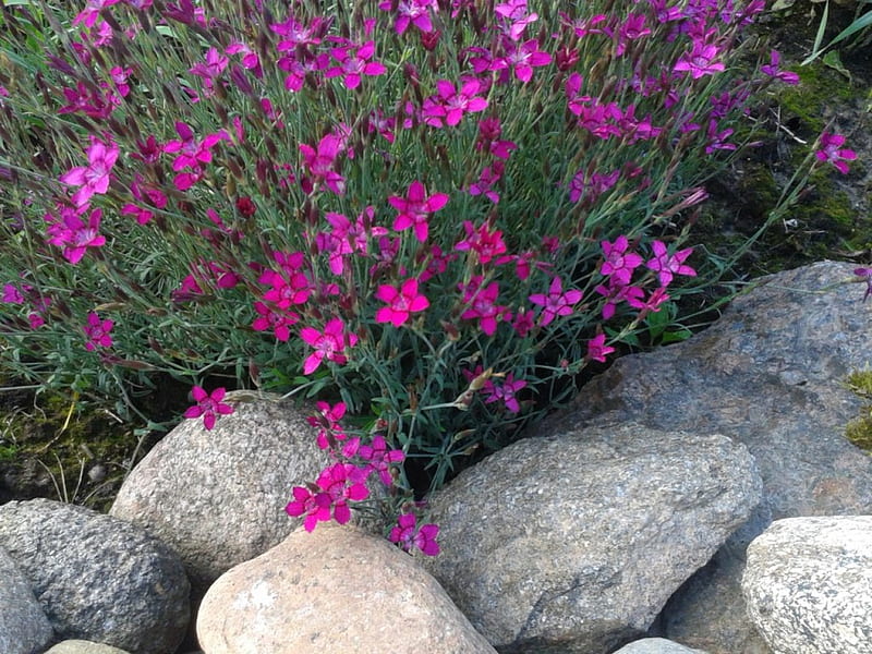 Flowers & stones, Purple, Alpine garden, Flowers, Stones, Nature, HD wallpaper