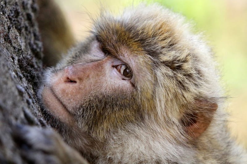 Barbary macaque, monkey, barbary, macaque, gibraltar, HD wallpaper