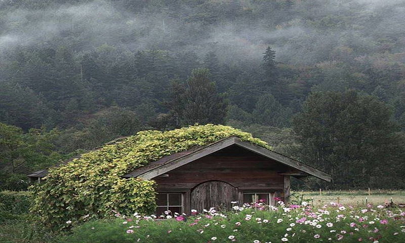 The little cottage, home, flowers, cottage, woods, HD wallpaper | Peakpx