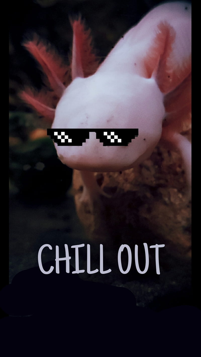 CHILL axolotl, minecraft, cool, boys, girls, fresh, videogames, HD phone wallpaper
