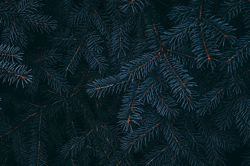 branch, pine, needles, plant, macro, HD wallpaper