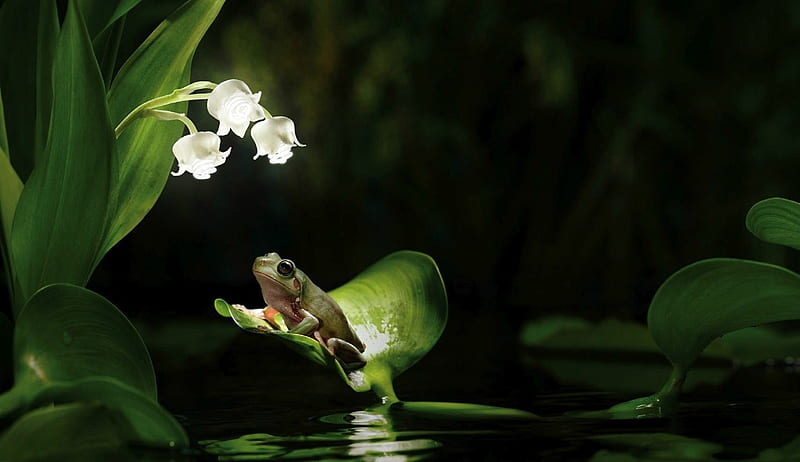 Frog, green, flower, summer, black, white, lake, animal, HD wallpaper