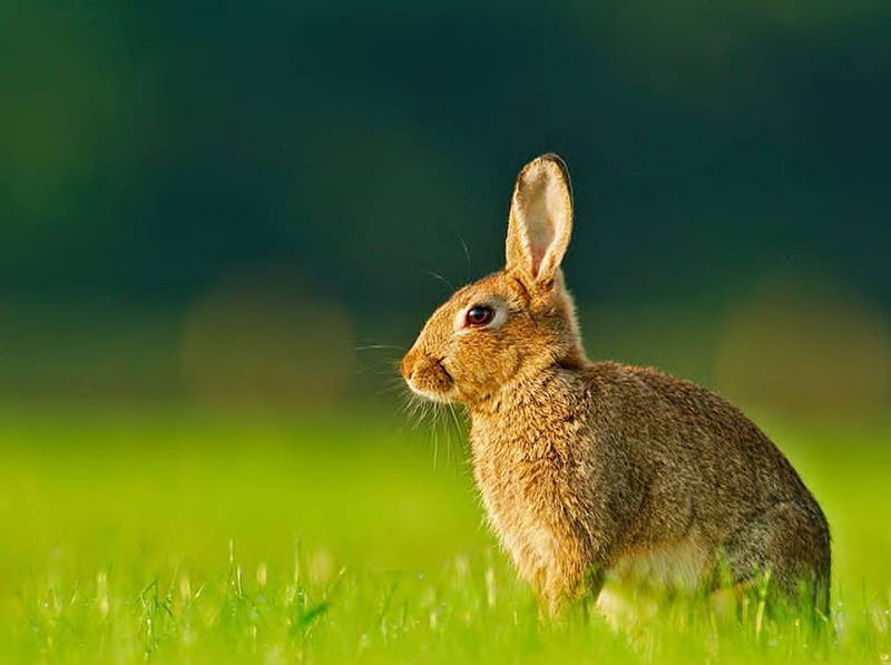 Alert Rabbit, rabbit, grass, field, animal, HD wallpaper