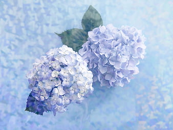 Light Blue Flower Wallpapers  Top Free Light Blue Flower Backgrounds   WallpaperAccess