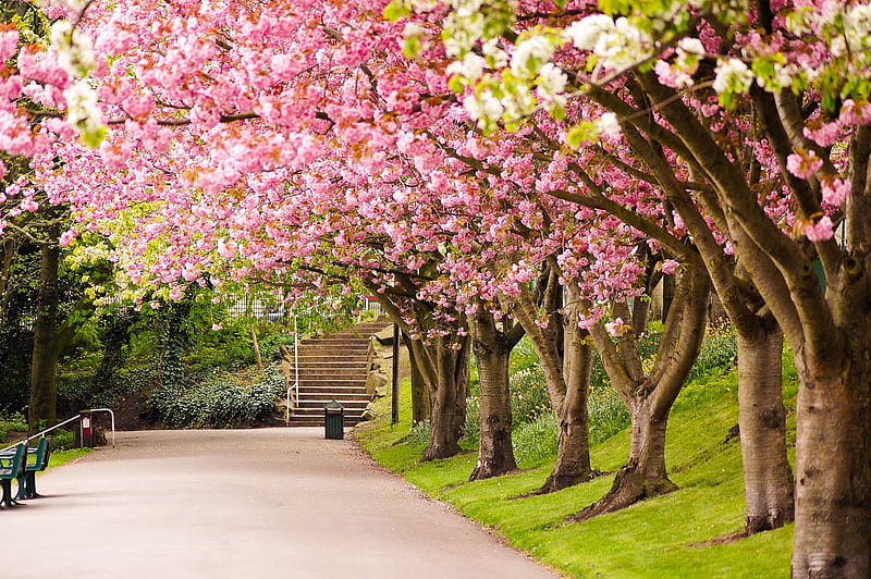 Flowering park, Alley, Trees, Sakura, Park, Spring, England, Road, HD wallpaper