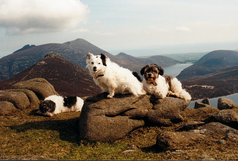 3 Highland dogs - Ireland, ireland, dogs, mountains, rocky outcrop, HD wallpaper