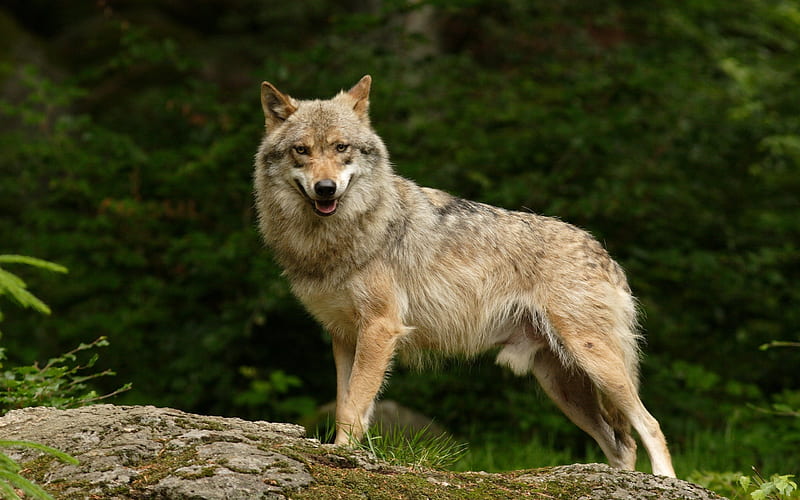 wolf, forest, predator, wildlife, HD wallpaper