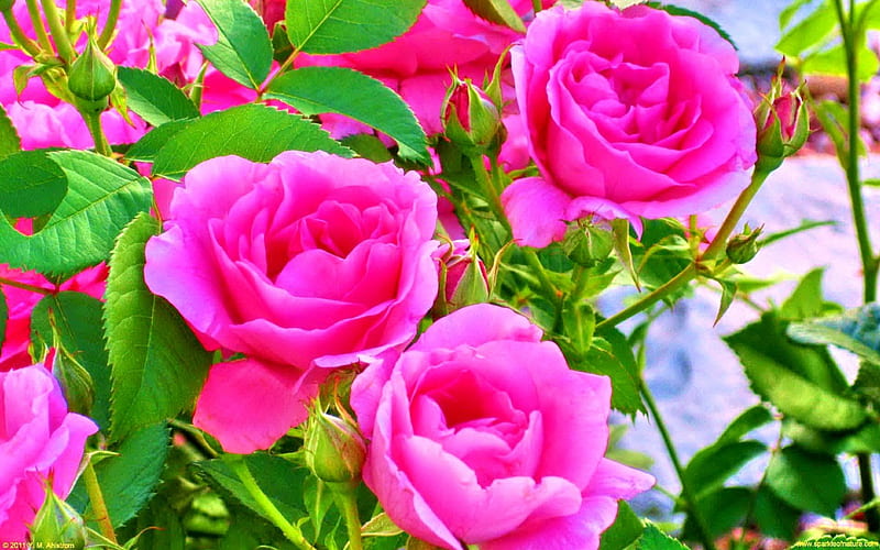 ROSE BEAUTY, colors of nature, leaves, green, rose, flowers, nature ...