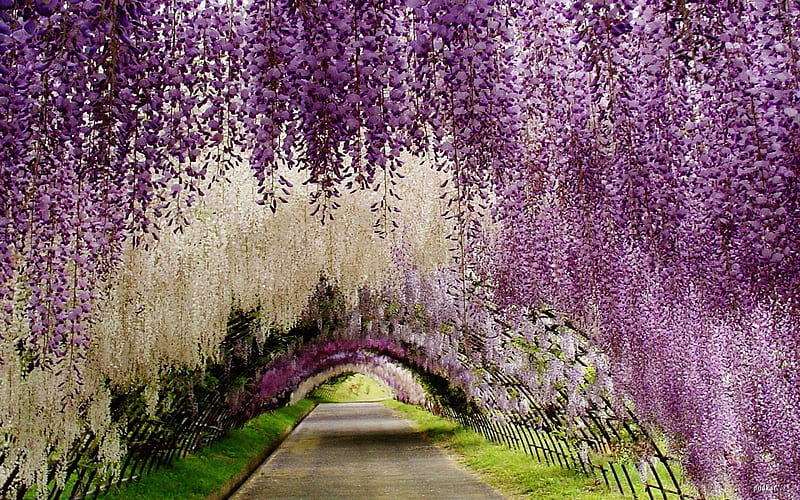 Alley of heavenly wisteria, flowers, white, pink, ashikaga, wisteria, park, japan, decorative, purple, plants, garden, HD wallpaper