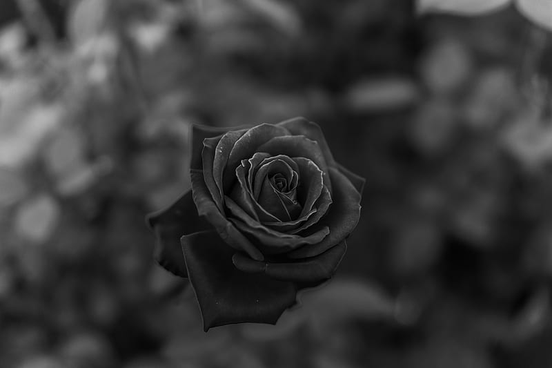 rose, flower, bw, closeup, HD wallpaper