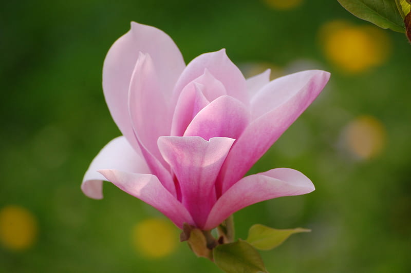 Hoa magnolia (Magnolia flowers): Hoa magnolia là loài hoa rất đẹp và quyến rũ, chúng thể hiện tình yêu và sự thuần khiết. Xem bức ảnh này để ngắm nhìn vẻ đẹp hoàn hảo của những cánh hoa mộc lan trắng tinh khiết.