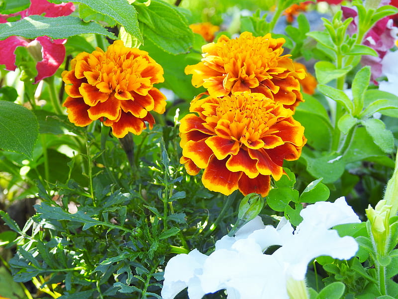 Marigolds, Nature, Garden, Summer, graphy, Flowers, HD wallpaper