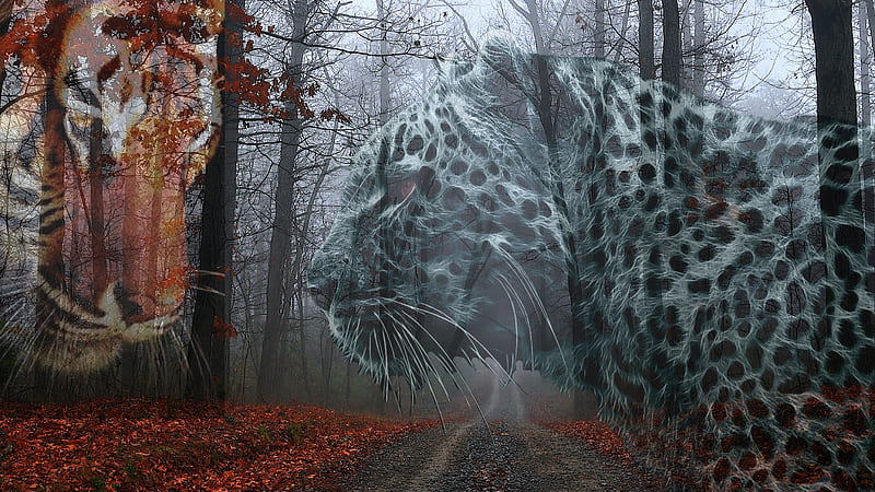 Boundaries, fall, autumn, cheetah, falling, tiger, road, red leaves, forrest, HD wallpaper