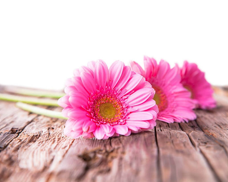 Hermosas flores, flores, gerberas, rosa, madera, Fondo de pantalla HD |  Peakpx