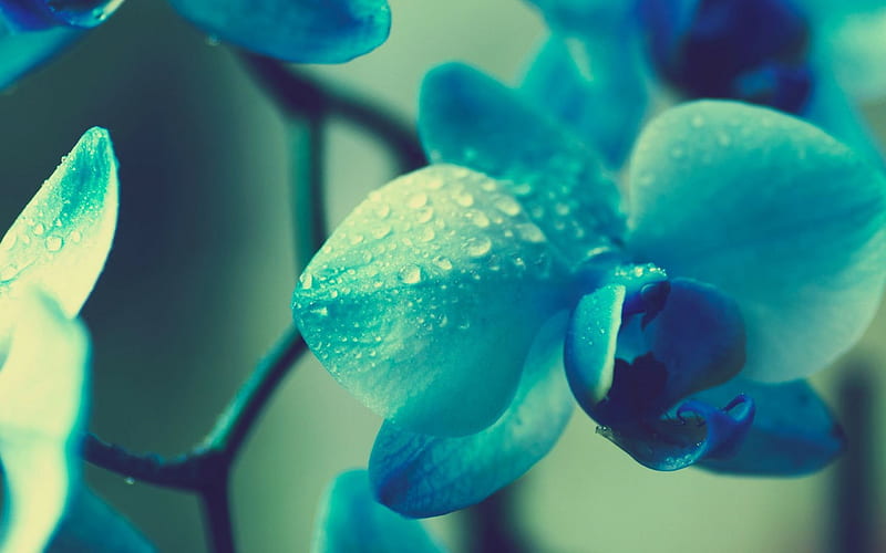 blue orchids, tropical flowers, orchids branch, HD wallpaper